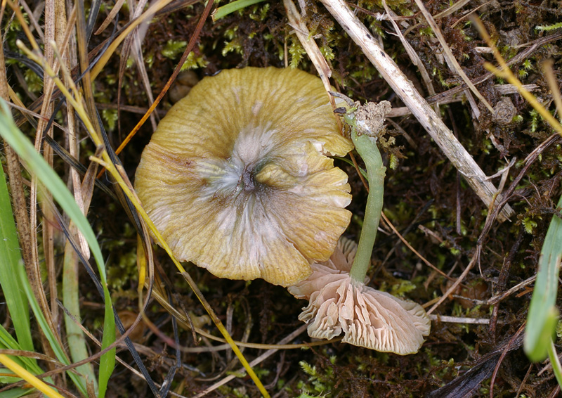 Entoloma incanum